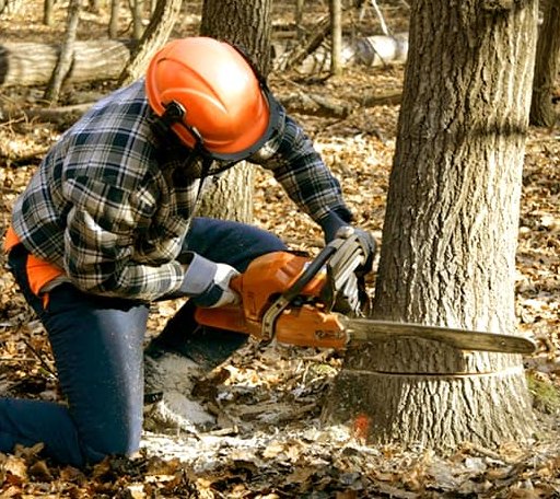 Tree Removal in Ball, LA